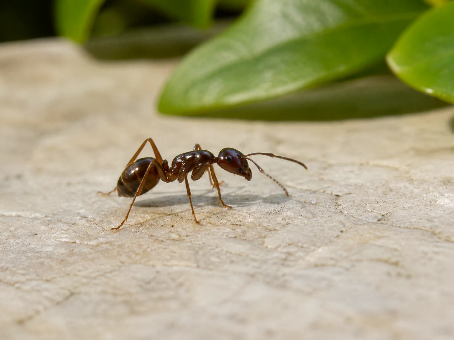 Formiga em superfície de pedra próxima à vegetação